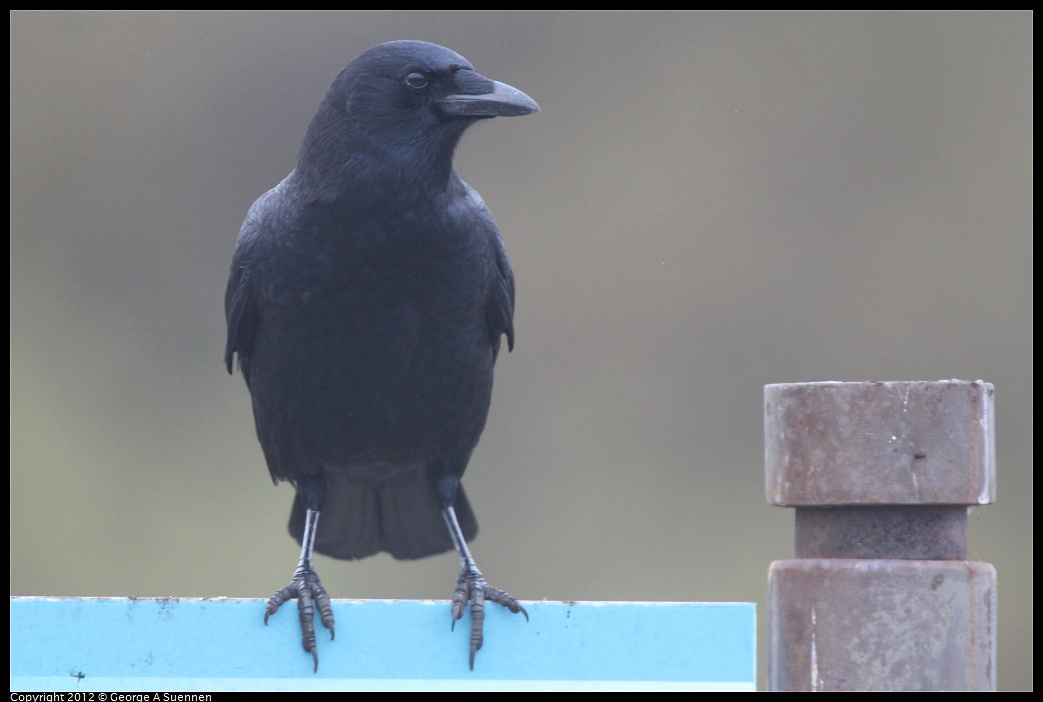 1030-072341-03.jpg - American Crow