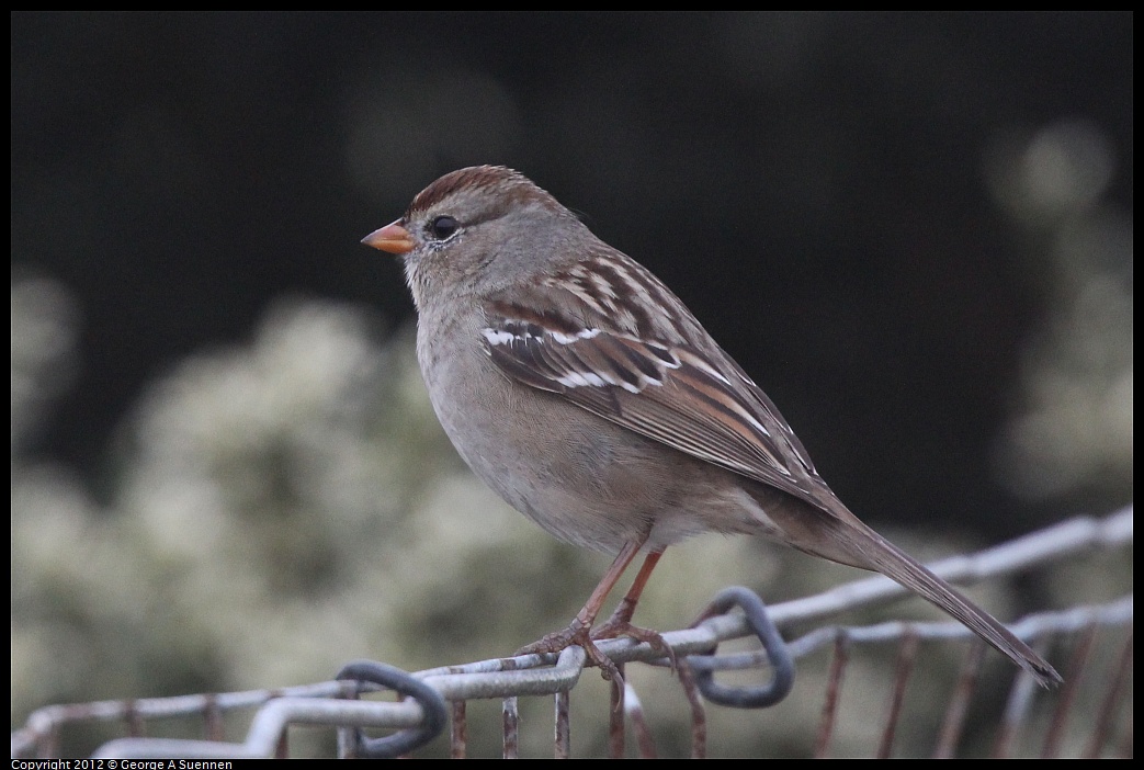 1030-072821-02.jpg - White-crowned Sparrow