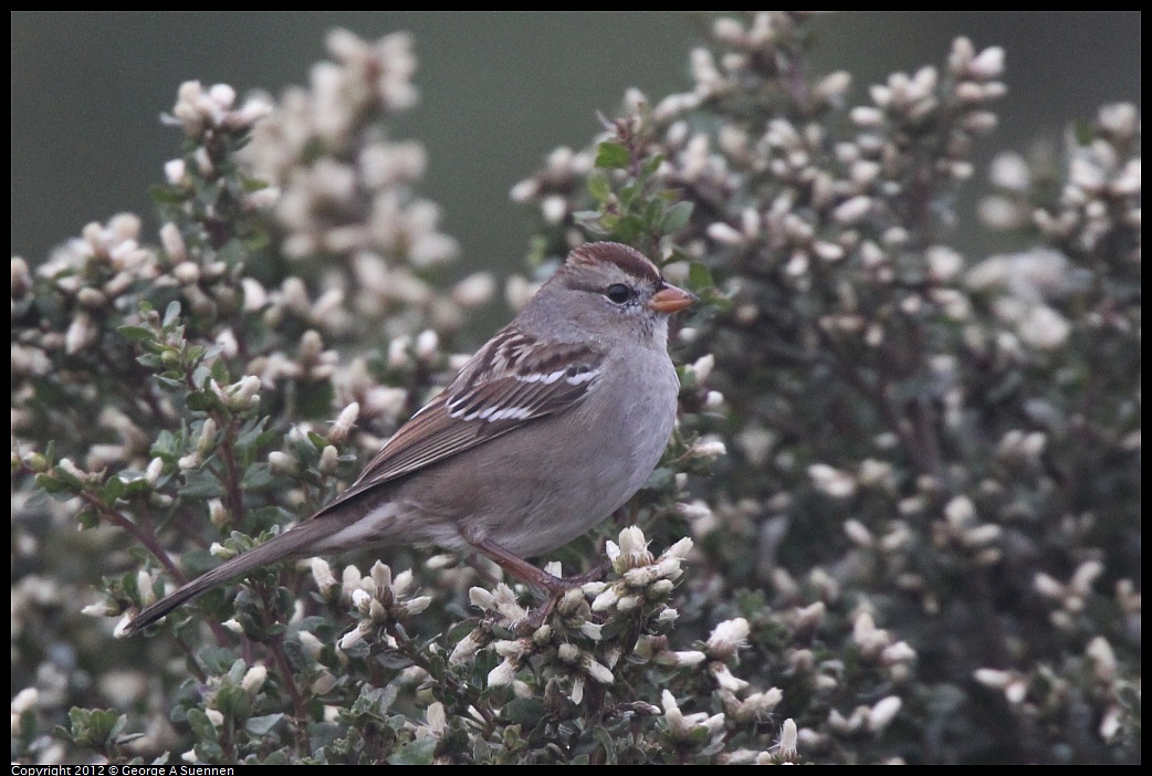 1030-072833-01.jpg - White-crowned Sparrow