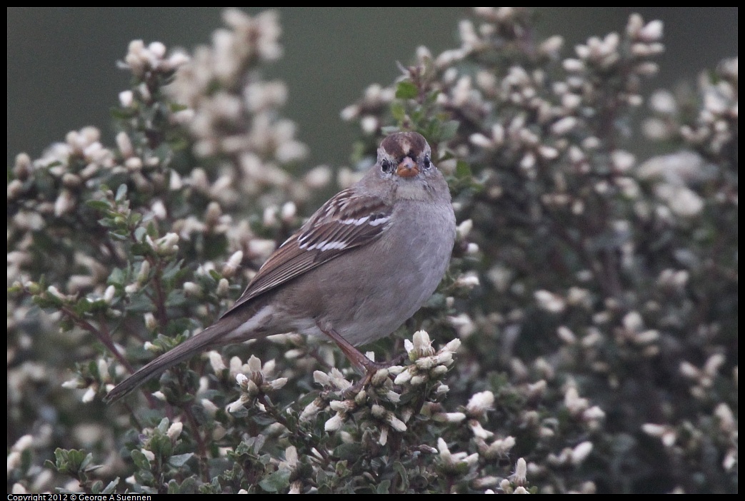 1030-072834-01.jpg - White-crowned Sparrow
