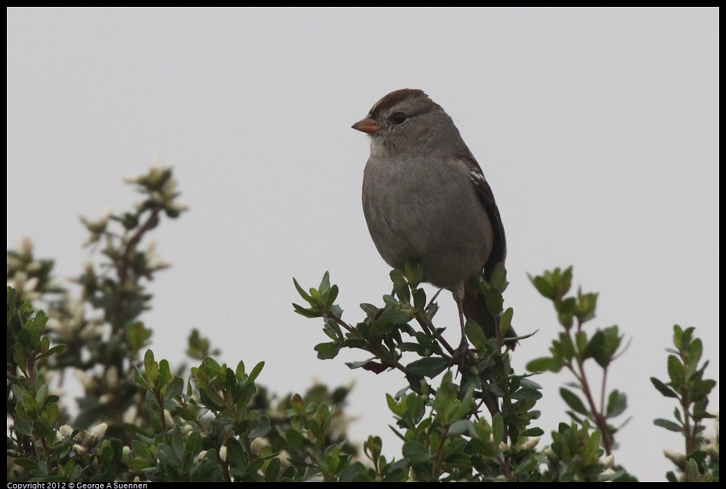 1030-072842-01.jpg - White-crowned Sparrow