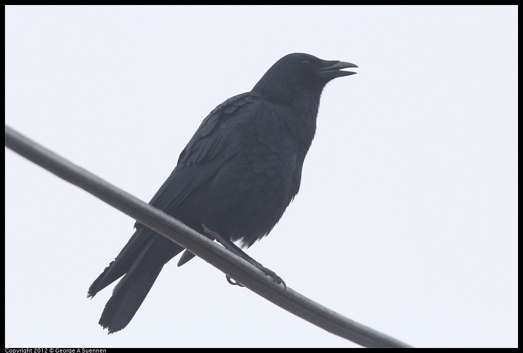 1030-074717-01.jpg - American Crow