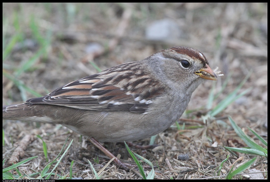 1030-075828-02.jpg - White-crowned Sparrow
