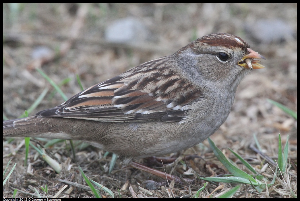 1030-075830-02.jpg - White-crowned Sparrow