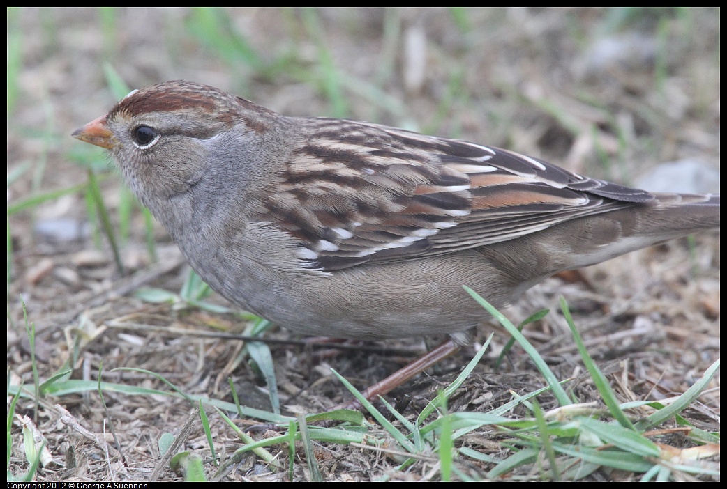 1030-075842-01.jpg - White-crowned Sparrow