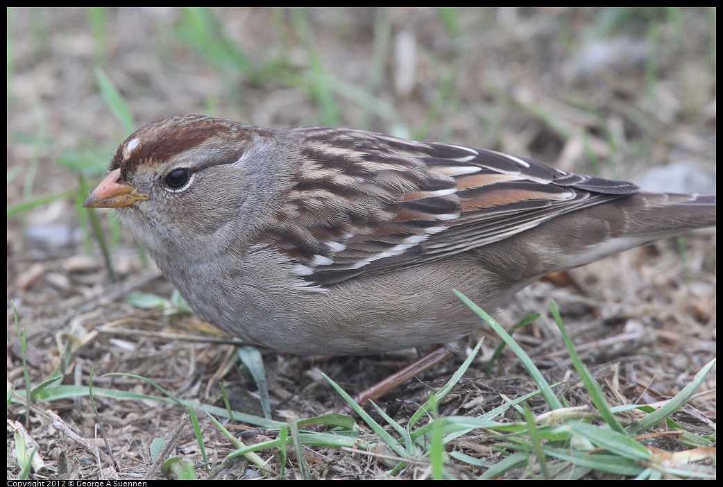 1030-075842-02.jpg - White-crowned Sparrow