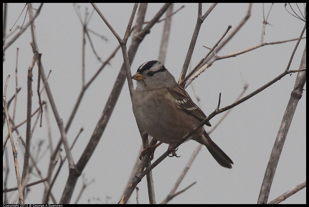 1030-082239-03.jpg - White-crowned Sparrow