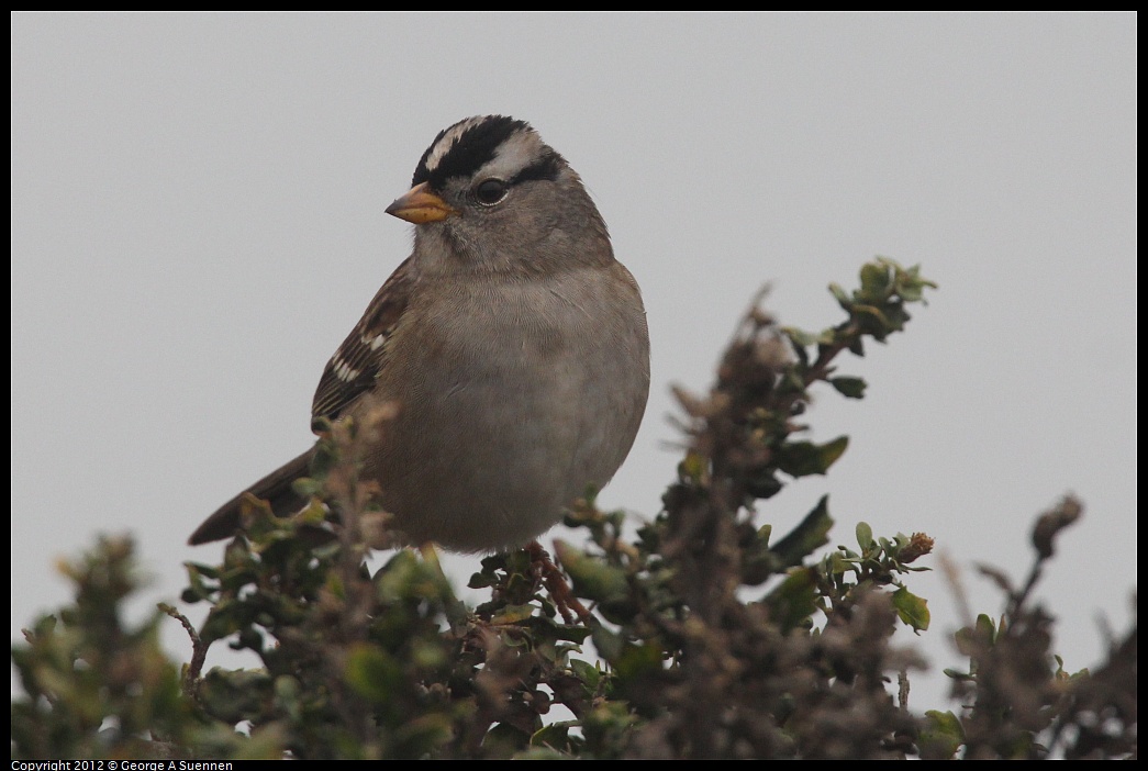 1030-082259-01.jpg - White-crowned Sparrow