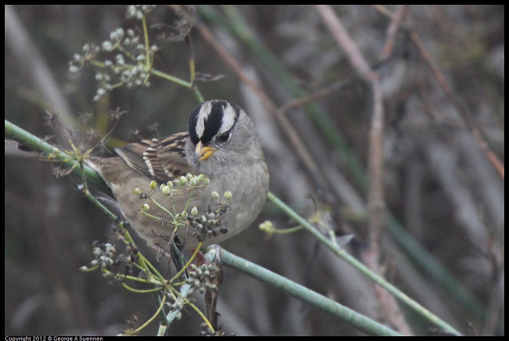 1030-082311-01.jpg - White-crowned Sparrow