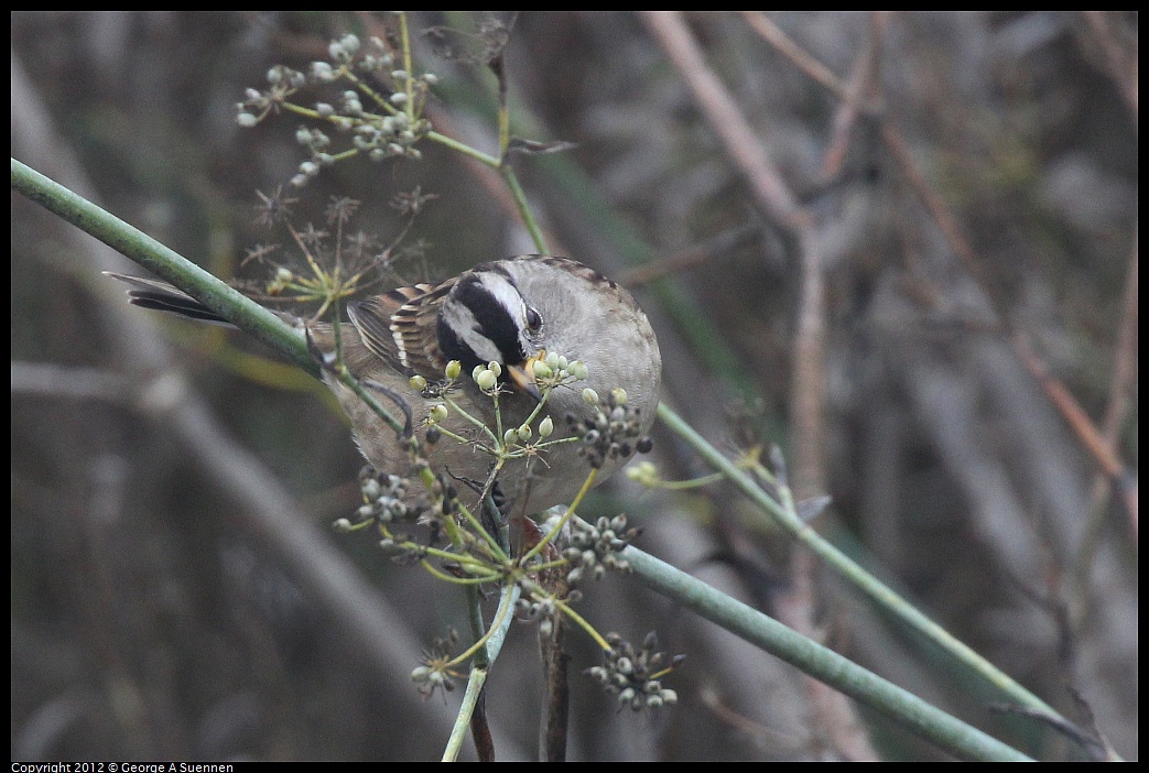 1030-082312-01.jpg - White-crowned Sparrow
