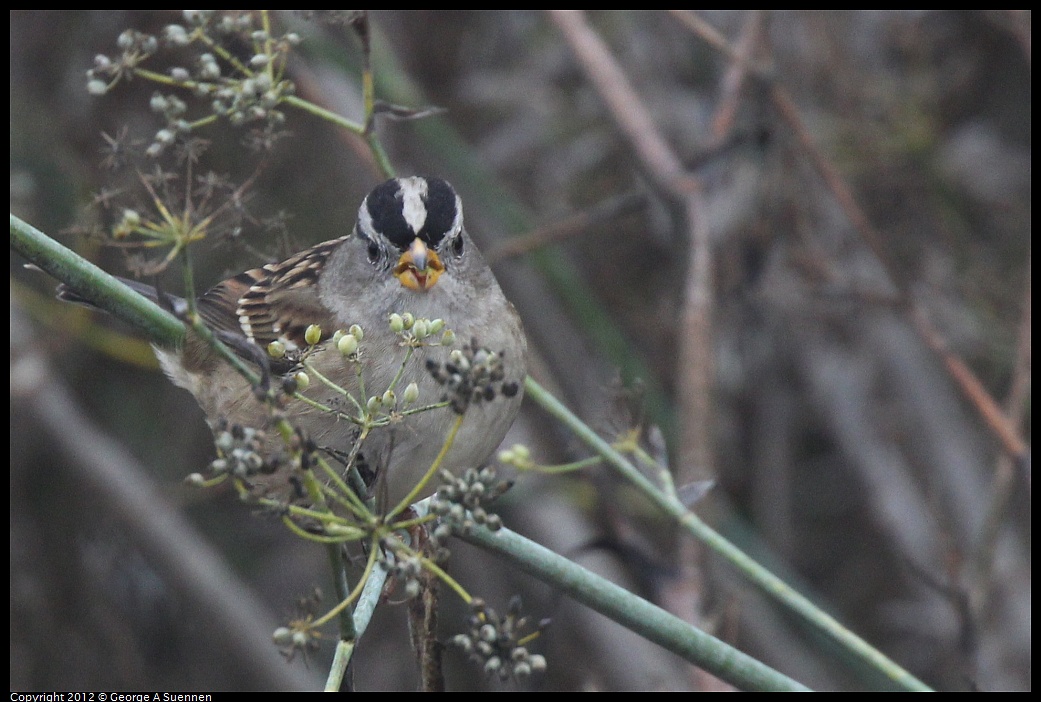 1030-082314-02.jpg - White-crowned Sparrow