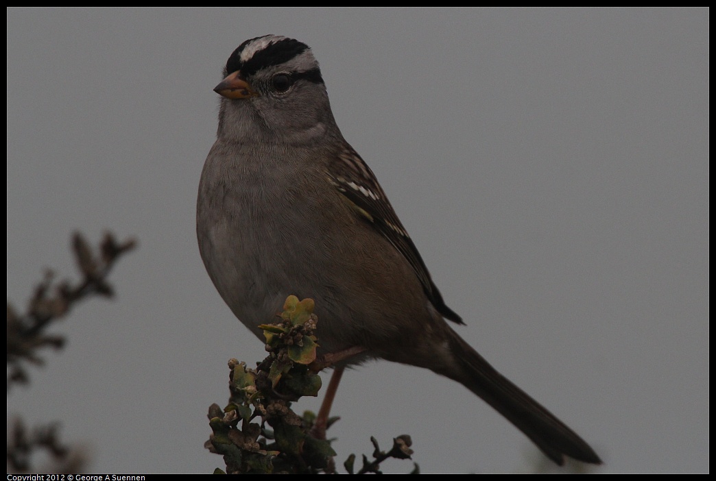 1030-082357-01.jpg - White-crowned Sparrow