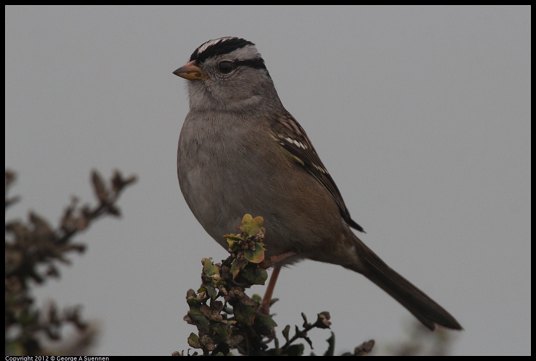 1030-082359-03.jpg - White-crowned Sparrow