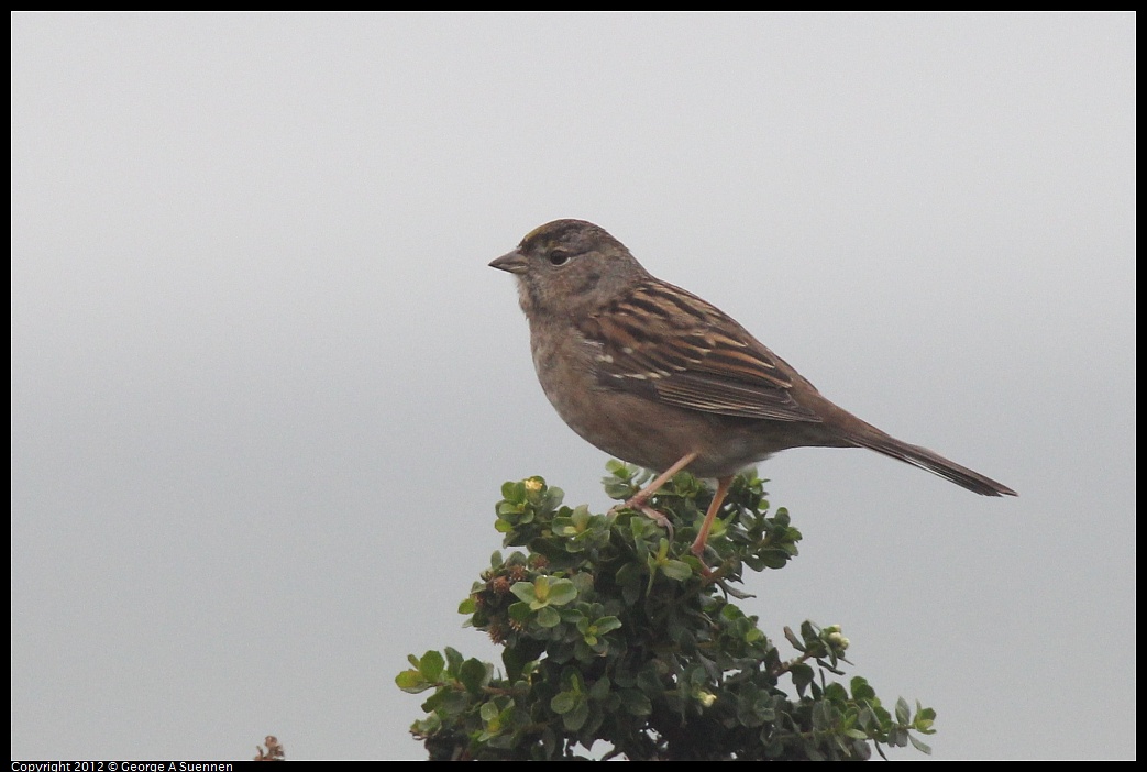 1030-082741-01.jpg - Golden-crowned Sparrow