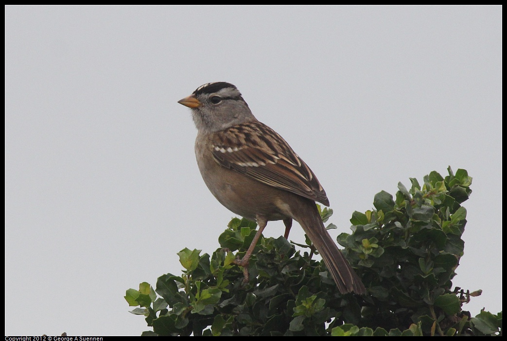 1030-082833-01.jpg - White-crowned Sparrow