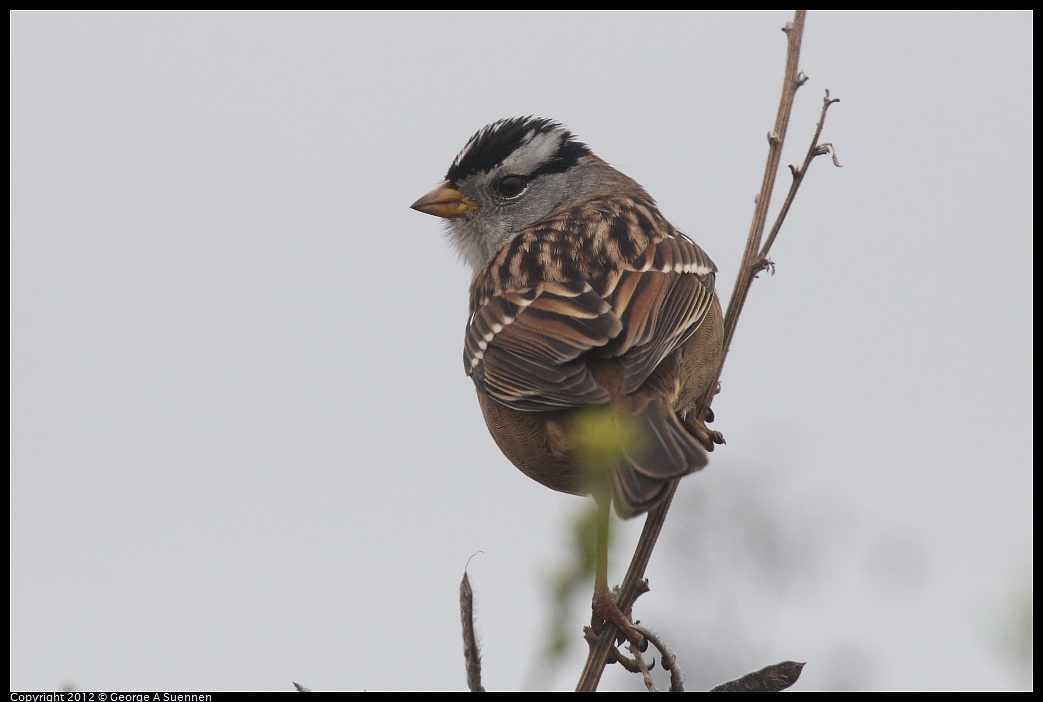 1030-083041-01.jpg - White-crowned Sparrow