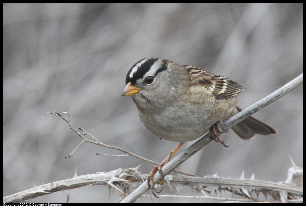 1030-083329-01.jpg - White-crowned Sparrow