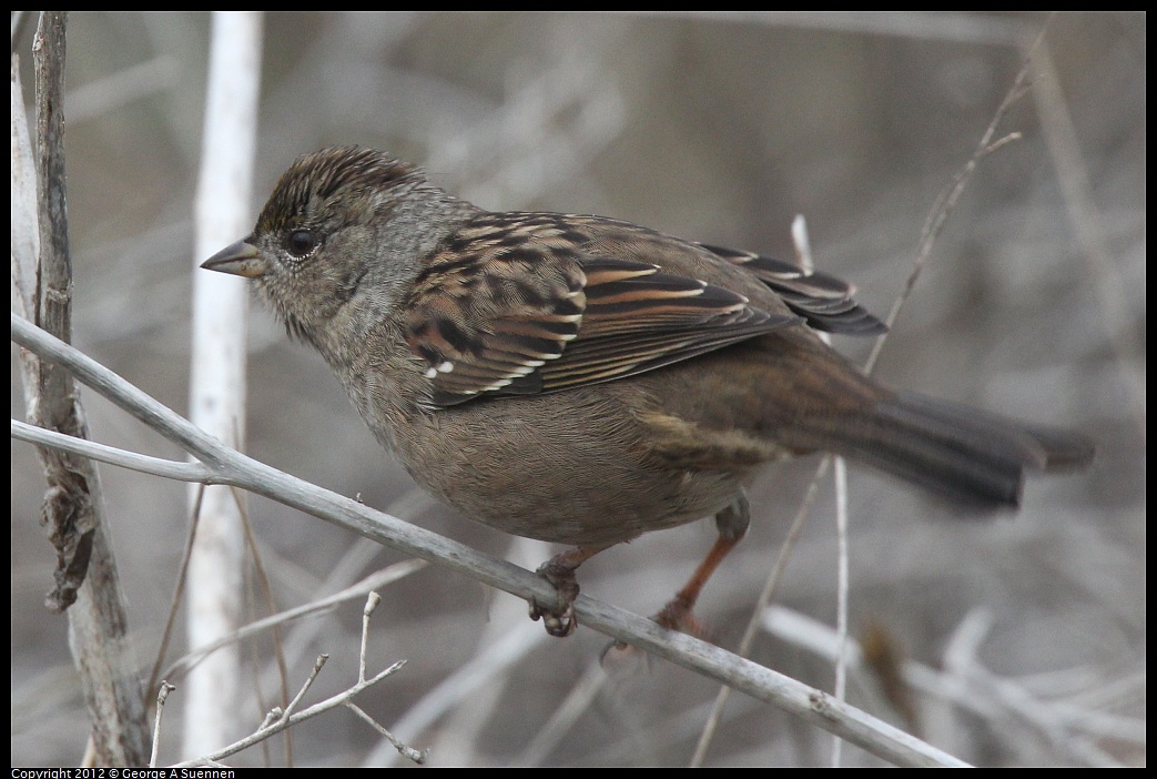 1030-083333-03.jpg - Golden-crowned Sparrow