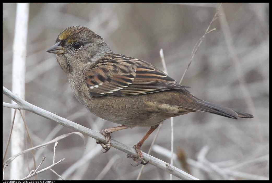 1030-083335-01.jpg - Golden-crowned Sparrow