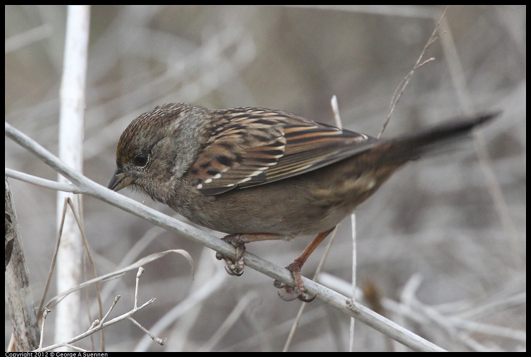 1030-083335-04.jpg - Golden-crowned Sparrow