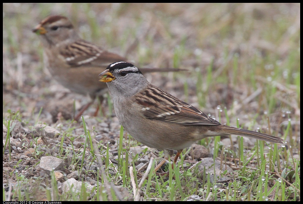 1030-083404-01.jpg - White-crowned Sparrow