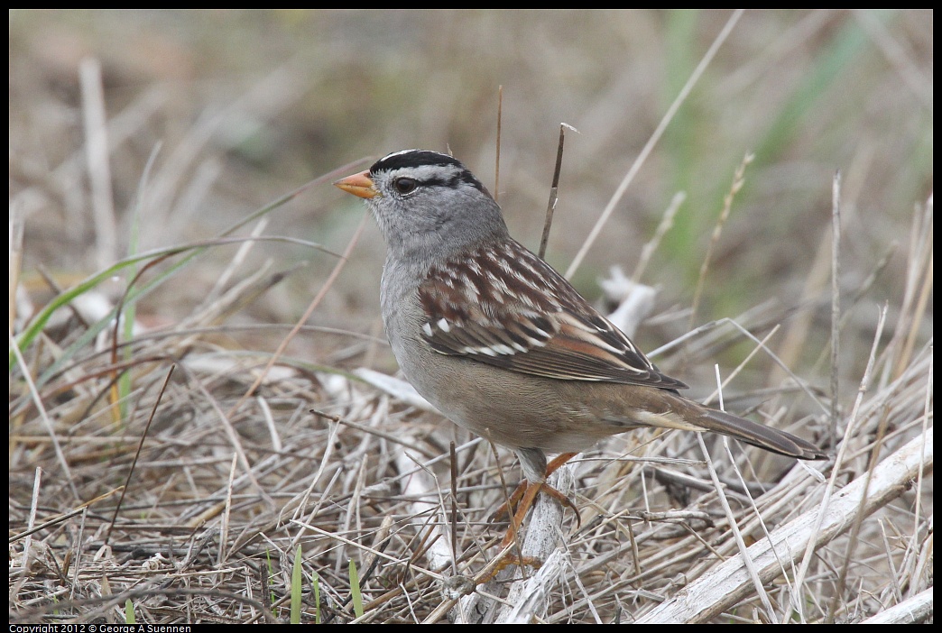 1030-083518-01.jpg - White-crowned Sparrow