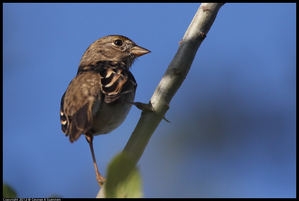1103-083221-01.jpg - Golden-crowned Sparrow