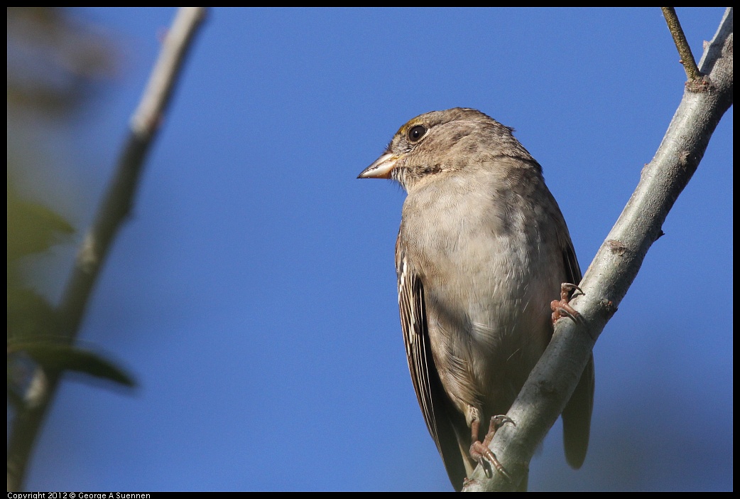 1103-083241-03.jpg - Golden-crowned Sparrow