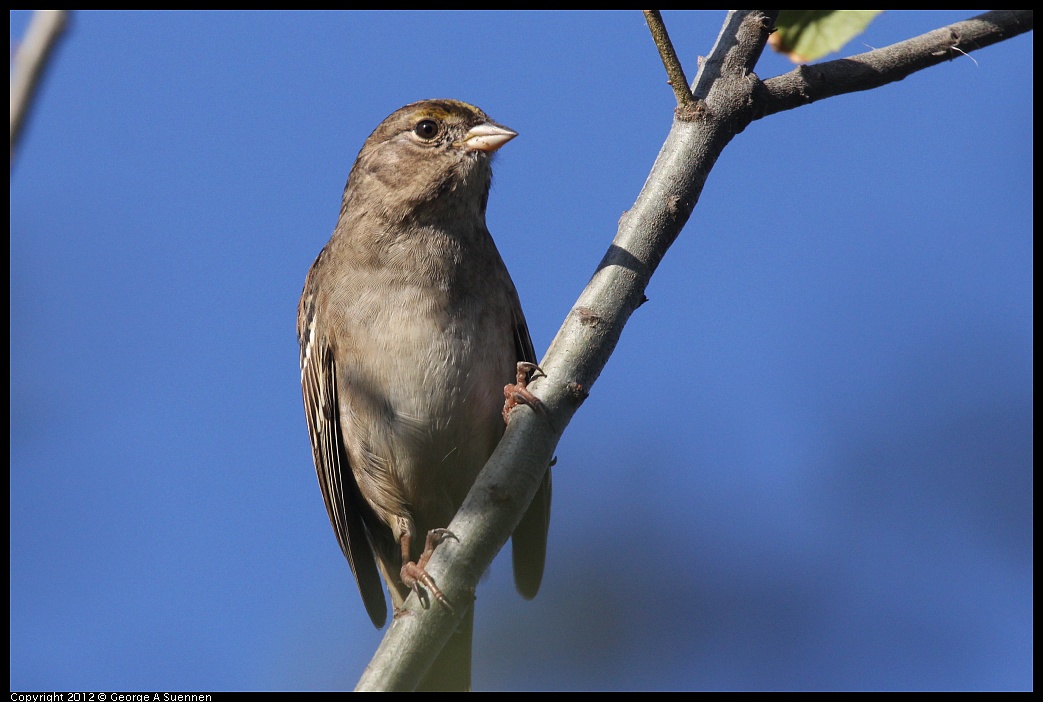 1103-083244-03.jpg - Golden-crowned Sparrow