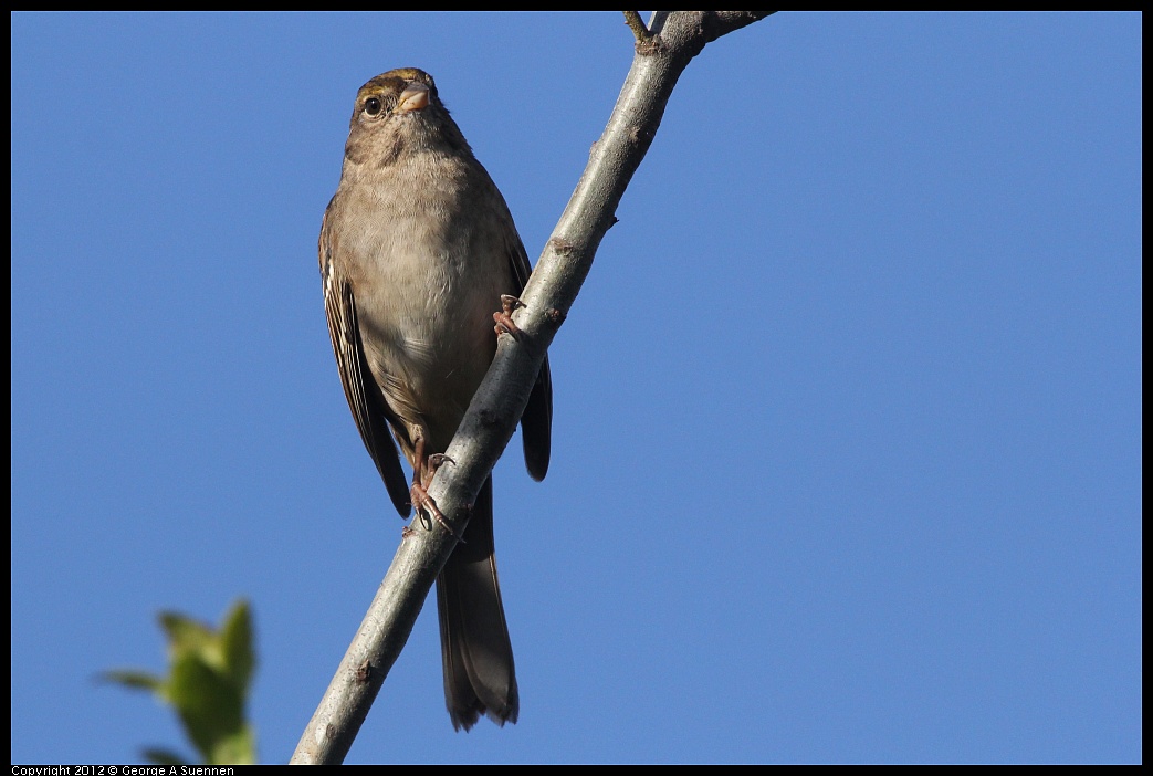 1103-083256-01.jpg - Golden-crowned Sparrow