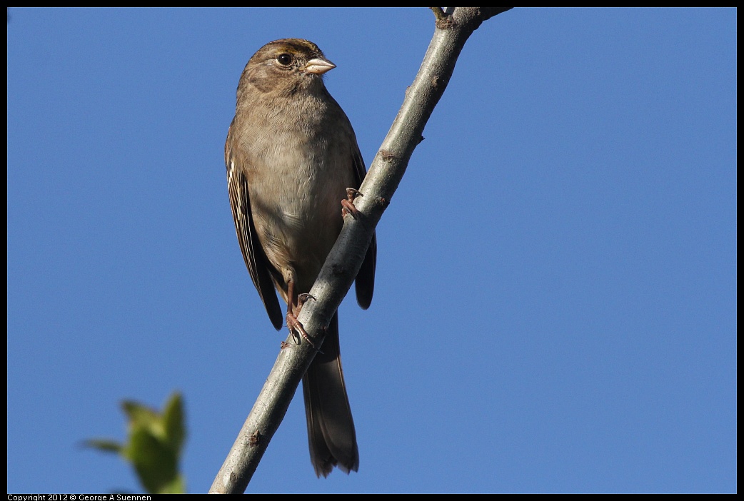 1103-083301-02.jpg - Golden-crowned Sparrow