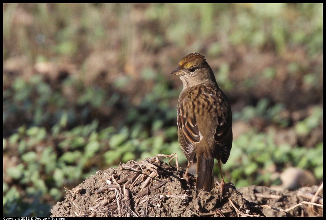 1103-083655-01.jpg - Golden-crowned Sparrow