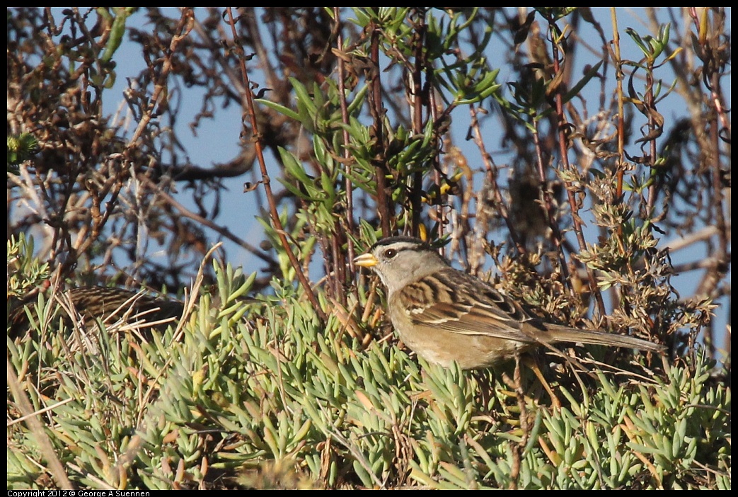 1103-084705-02.jpg - White-crowned Sparrow