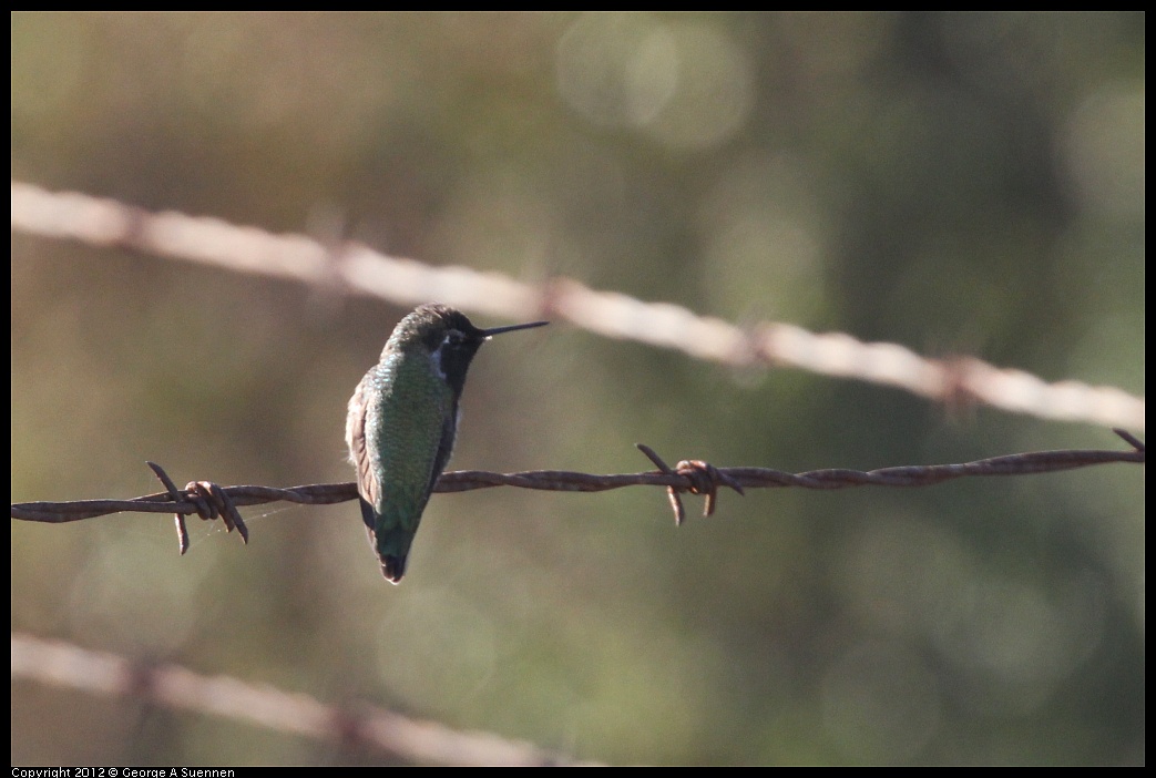 1103-084838-03.jpg - Anna's Hummingbird