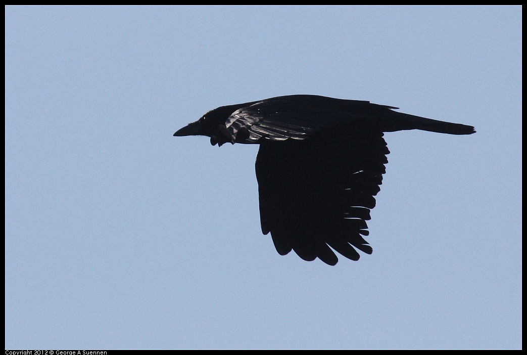 1103-084934-02.jpg - American Crow
