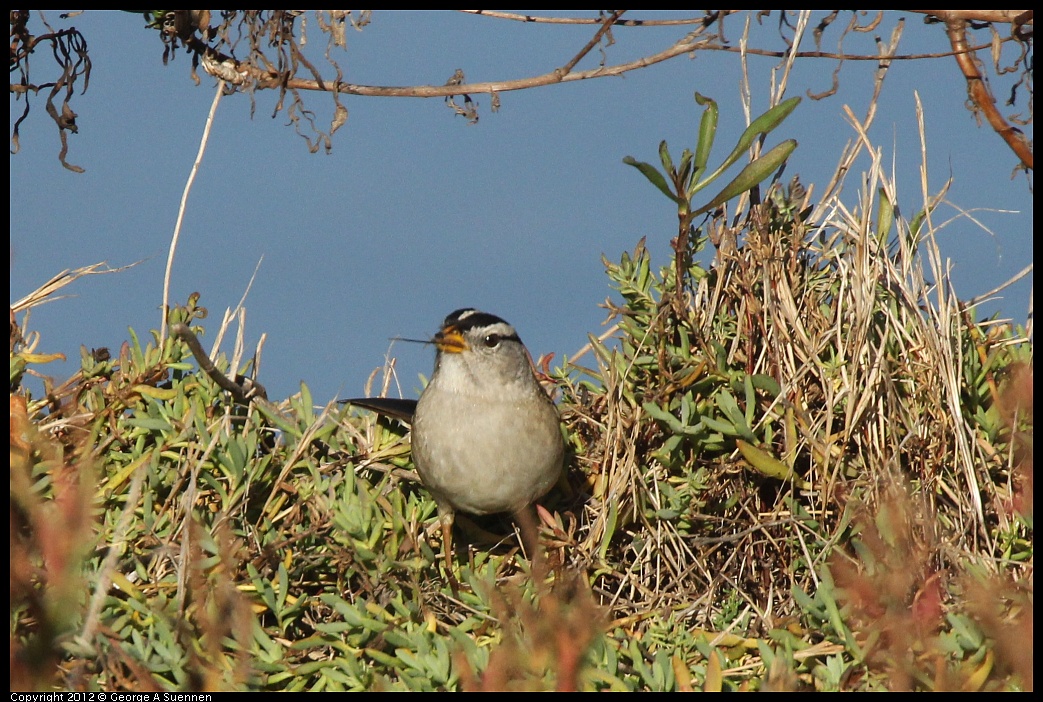 1103-085131-01.jpg - White-crowned Sparrow