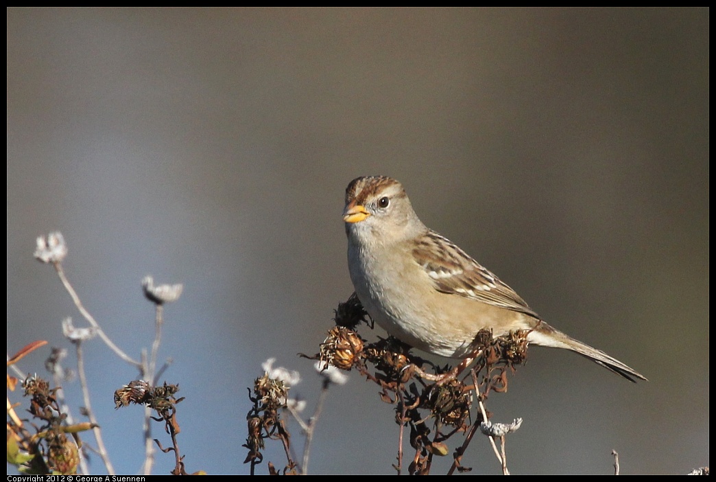 1103-085311-01.jpg - White-crowned Sparrow