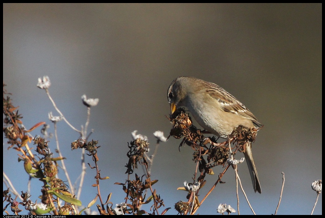 1103-085320-03.jpg - White-crowned Sparrow