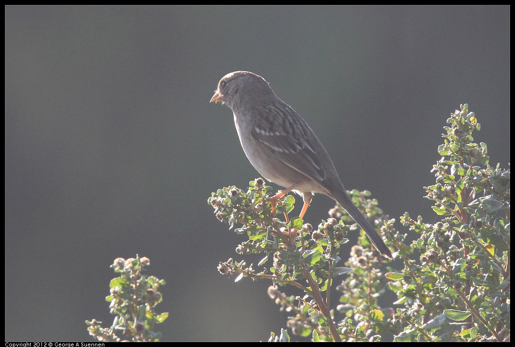 1103-085502-03.jpg - White-crowned Sparrow