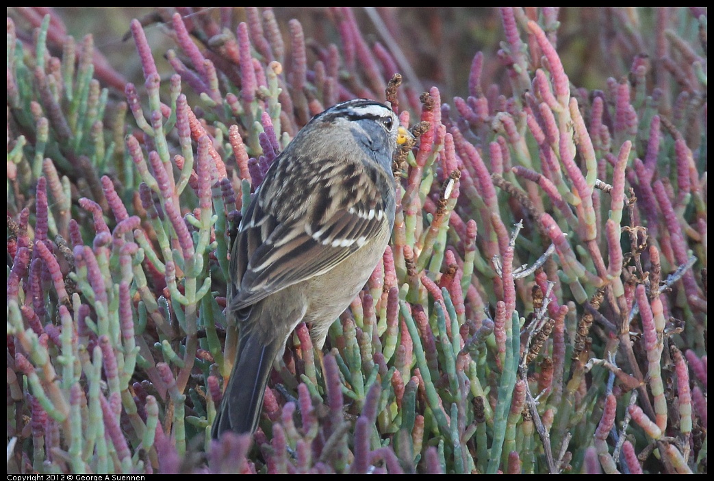 1103-085522-01.jpg - White-crowned Sparrow