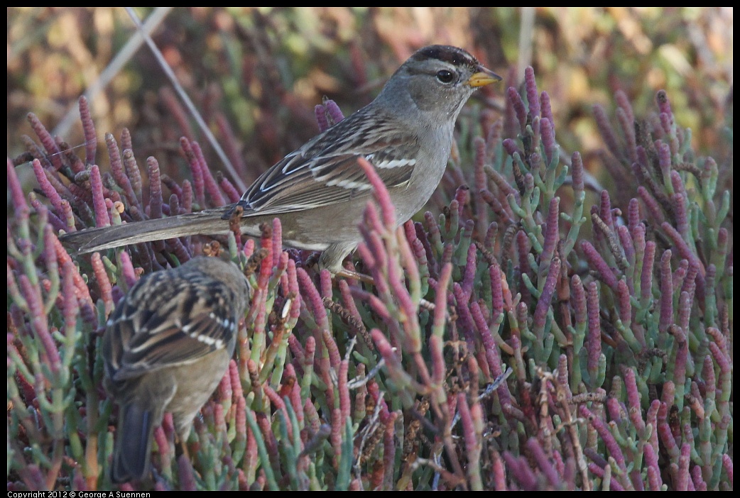 1103-085524-01.jpg - White-crowned Sparrow
