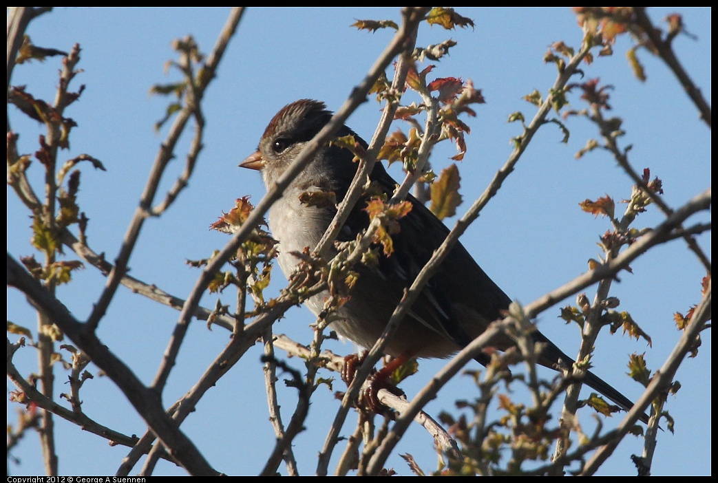 1103-090622-01.jpg - White-crowned Sparrow