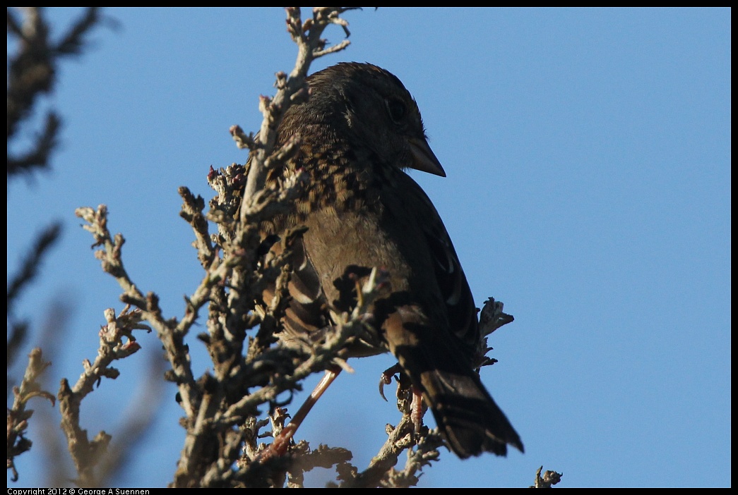1103-091234-02.jpg - Golden-crowned Sparrow