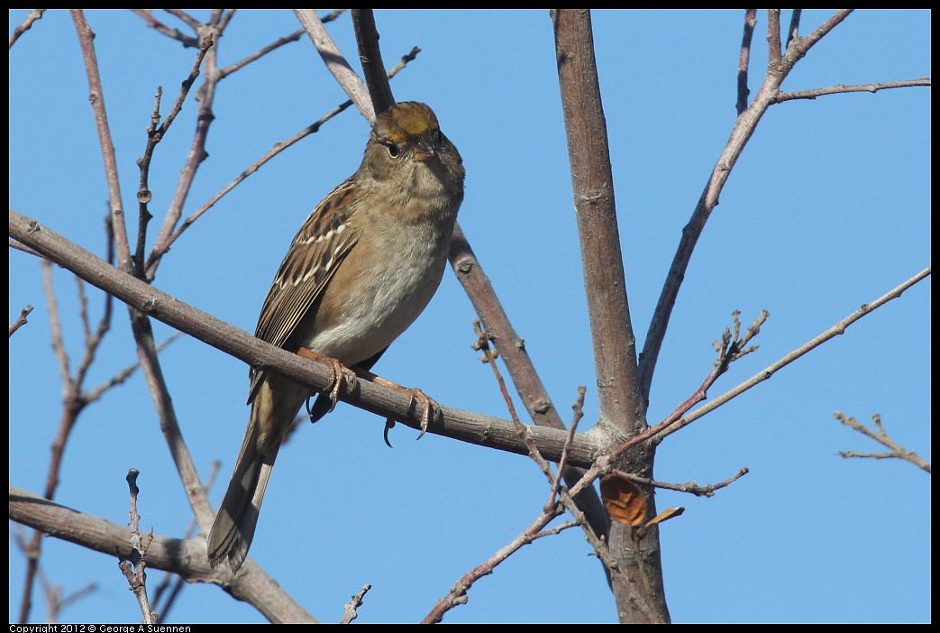 1103-091408-01.jpg - Golden-crowned Sparrow