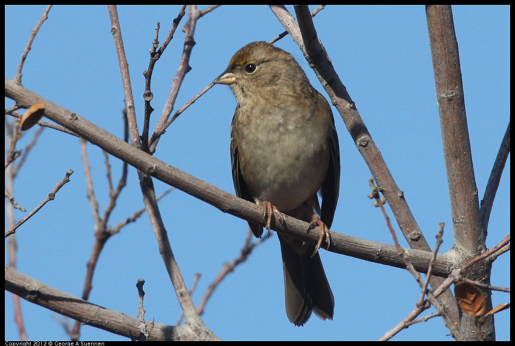 1103-091410-01.jpg - Golden-crowned Sparrow