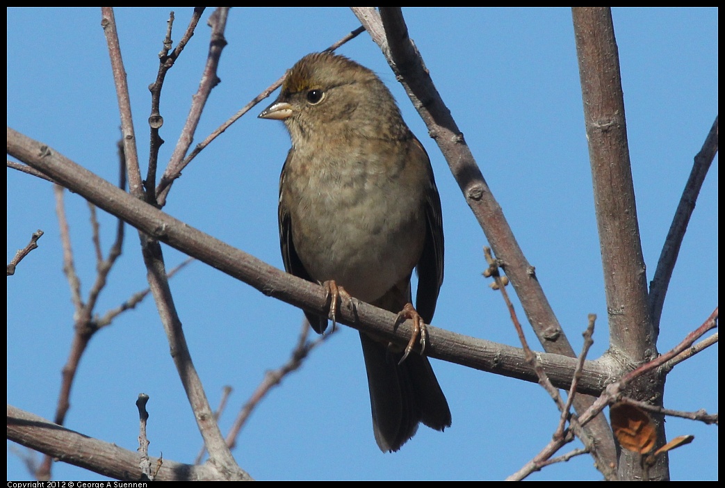 1103-091412-03.jpg - Golden-crowned Sparrow