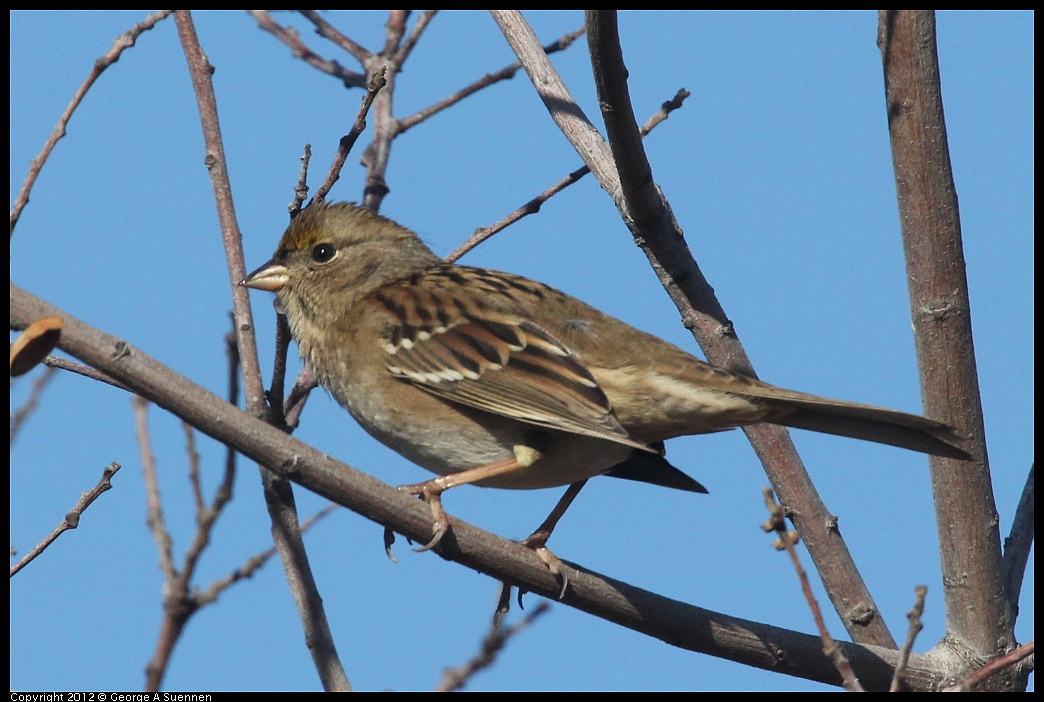1103-091413-01.jpg - Golden-crowned Sparrow