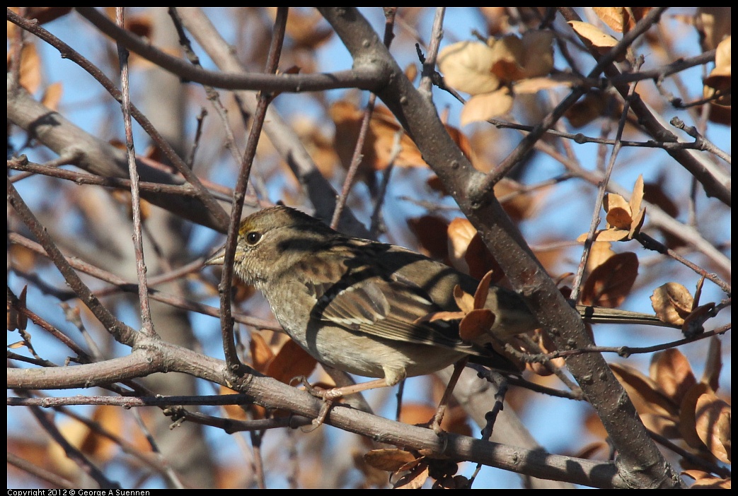 1103-091519-02.jpg - Golden-crowned Sparrow