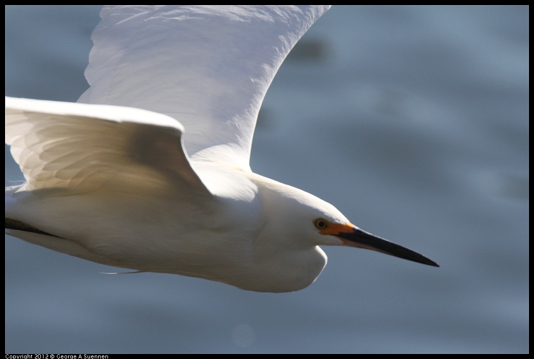 1103-103201-01.jpg - Snowy Egret
