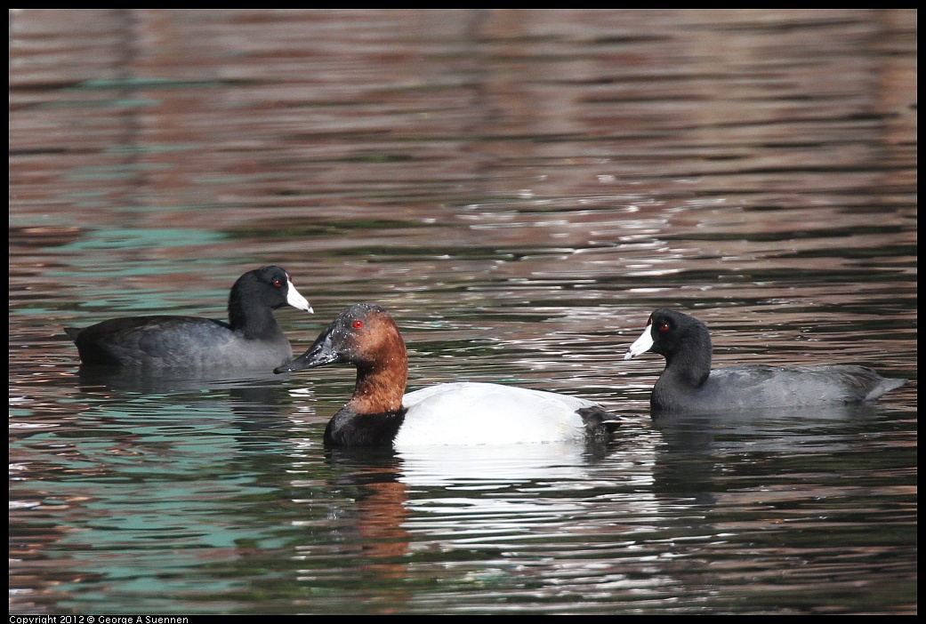 1103-112958-02.jpg - American Coot and Canvasback